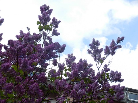 c0180339_2352990.jpg