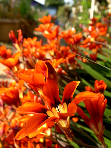 e0071652_1025995.jpg