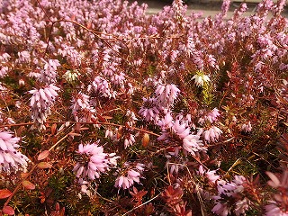 e0004756_2113383.jpg