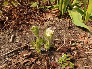 e0004756_2165460.jpg