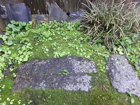 f0113862_1521385.jpg