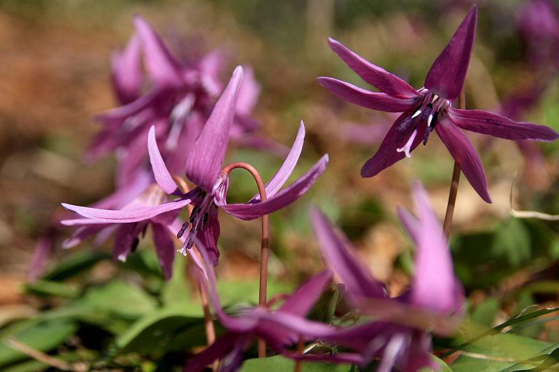 e0137200_1547242.jpg