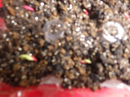 c0280206_8353624.jpg