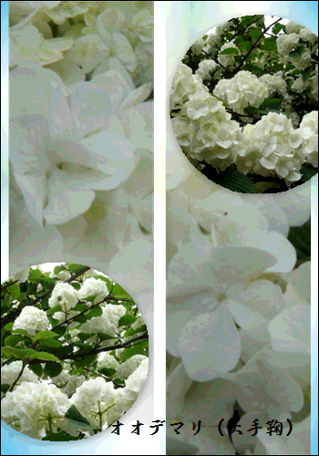 f0231709_1241532.gif