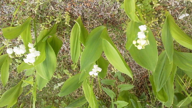 c0247314_10581411.jpg