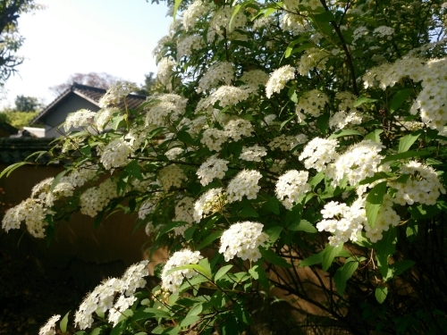 c0352015_16463831.jpg