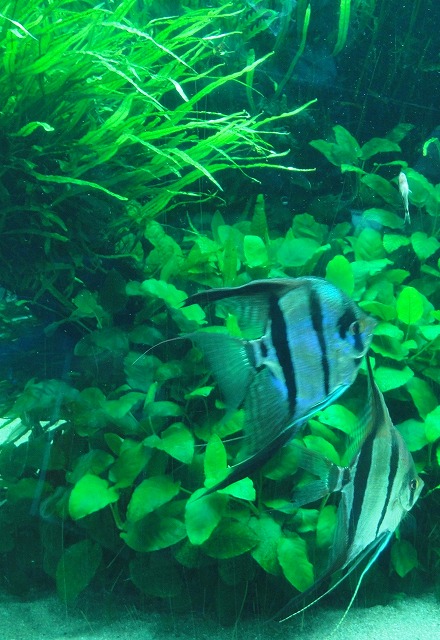 c0119160_2139557.jpg