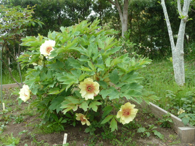 e0278968_21551589.jpg