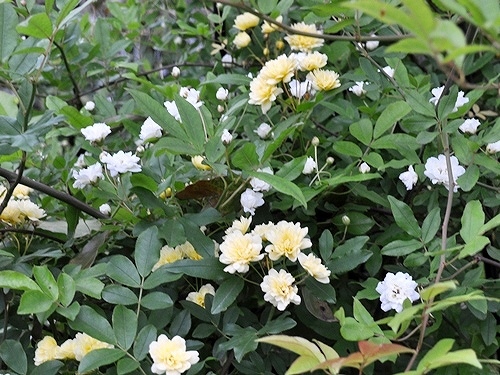 f0176499_06401005.jpg