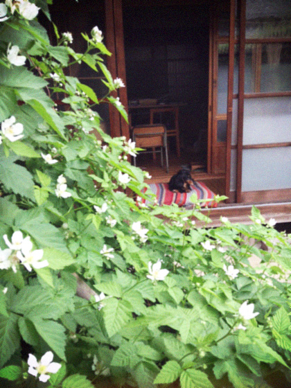 d0077603_11152640.jpg