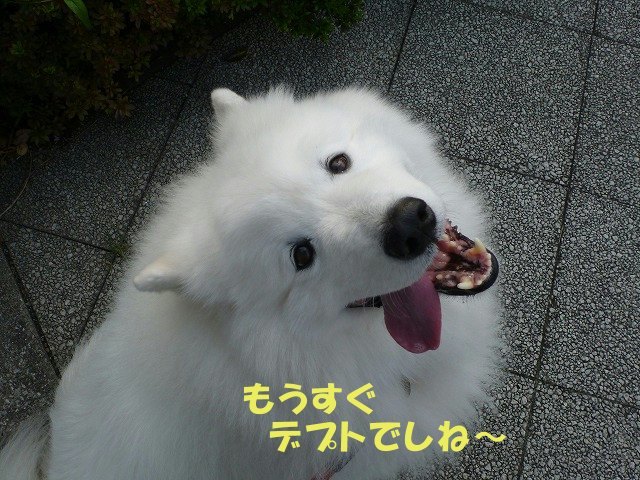 e0176159_12263157.jpg