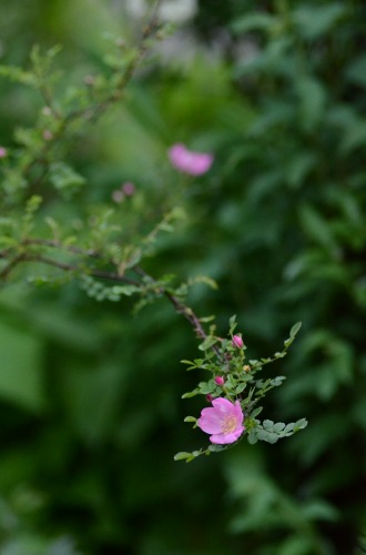 c0186463_16523768.jpg