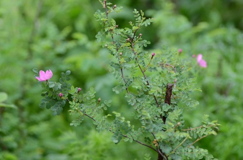 c0186463_171303.jpg