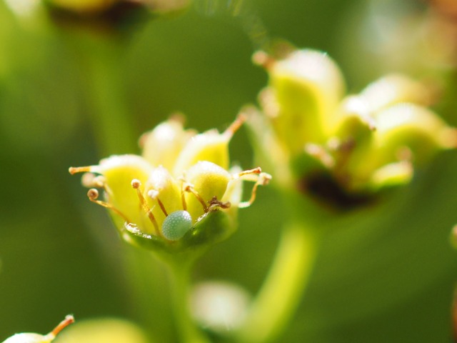 b0194593_1554986.jpg