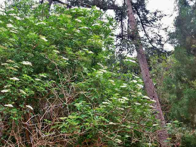 b0064411_07393234.jpg