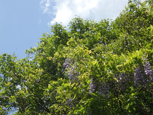 a0315918_16141597.jpg