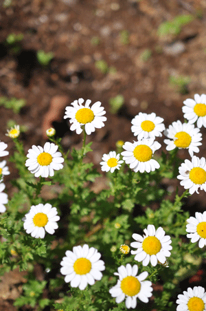 e0312121_235901.gif