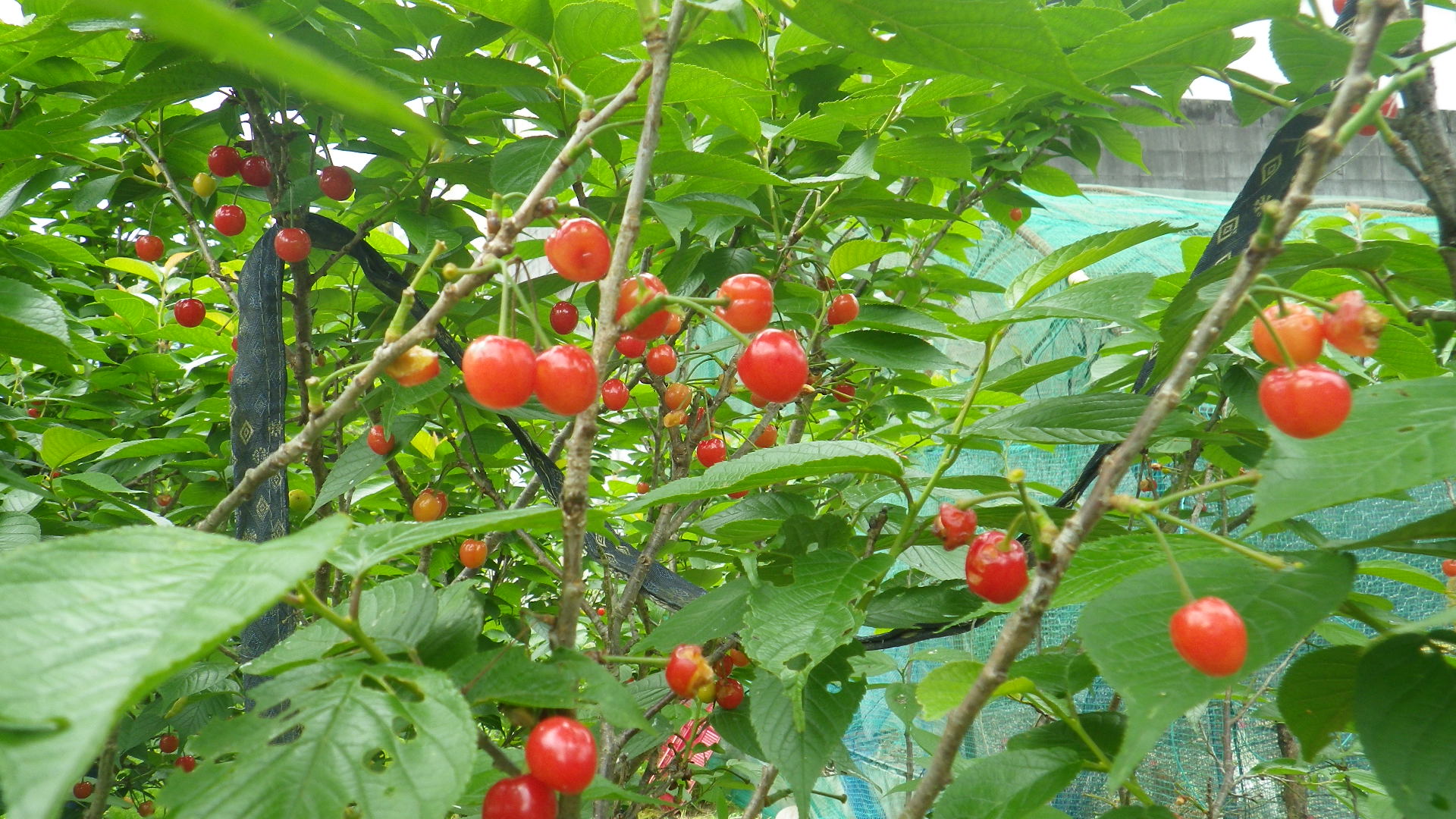 c0183137_403151.jpg