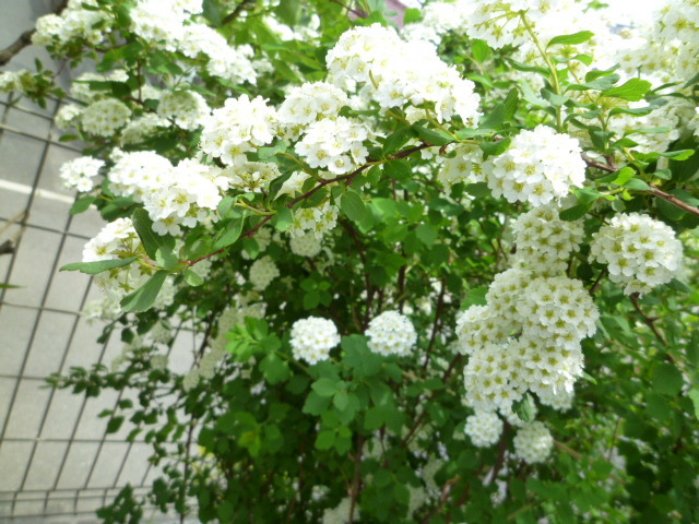 f0340942_13542293.jpg