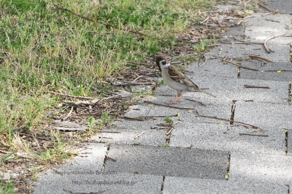 c0326245_11391017.gif