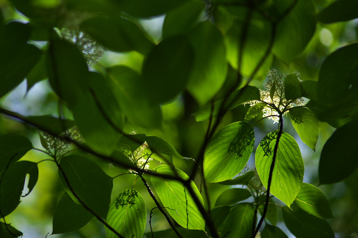 a0083081_1759020.jpg