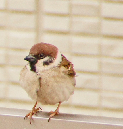 c0139591_605459.jpg