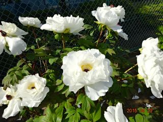c0149195_2148122.jpg