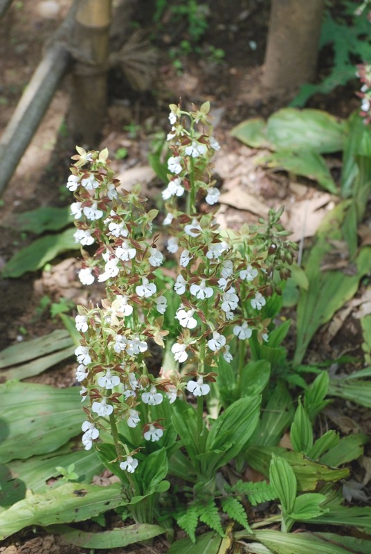 e0025300_17423159.jpg