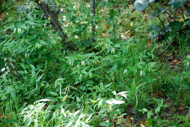 e0025300_20302316.jpg