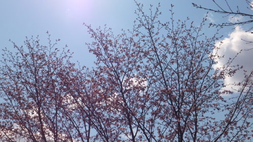 b0300818_13345890.jpg