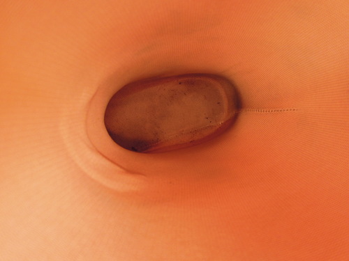 e0147226_2237826.jpg