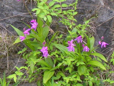 e0272335_4574431.jpg