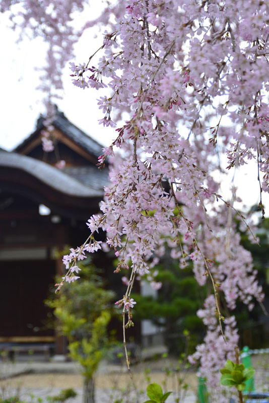 b0042837_21393442.jpg