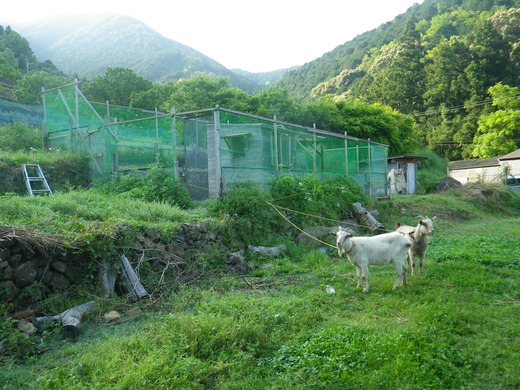 c0183137_179460.jpg