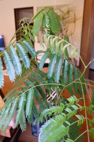 c0358651_14204911.jpg