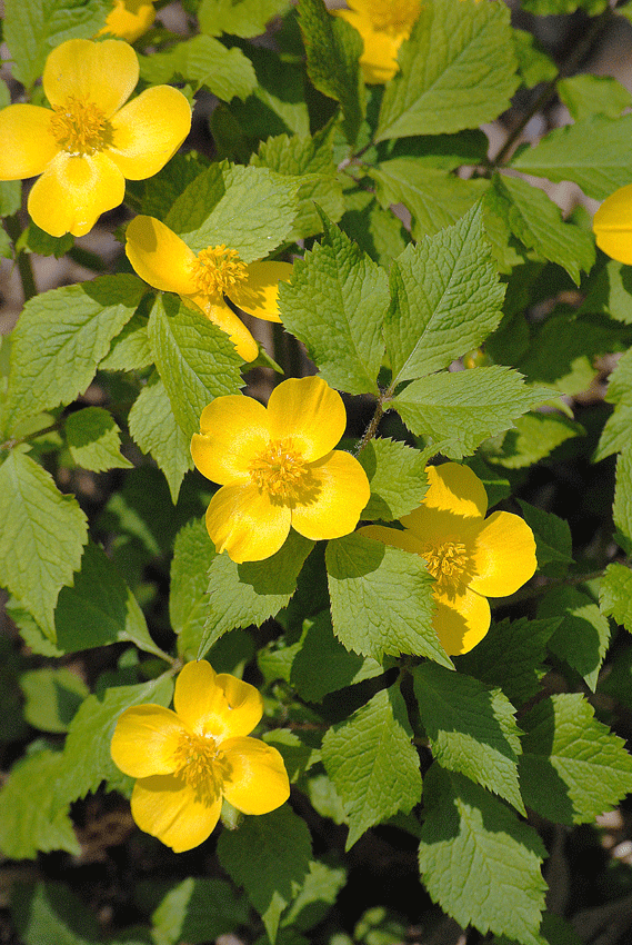 a0001354_2333376.gif