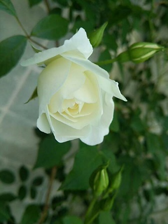 c0172261_7565710.jpg