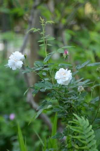 c0186463_0341258.jpg