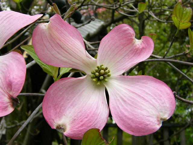 e0145782_1116501.jpg