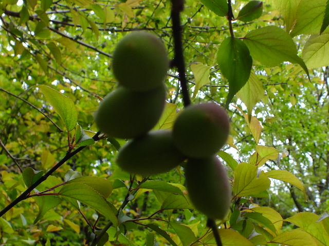 e0145782_11174543.jpg