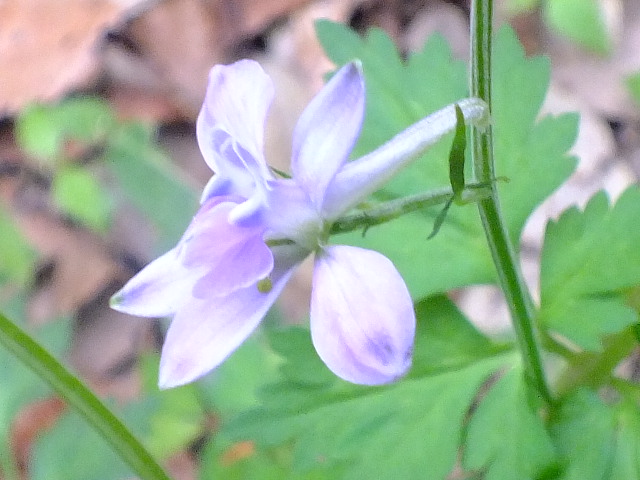 e0145782_1120441.jpg