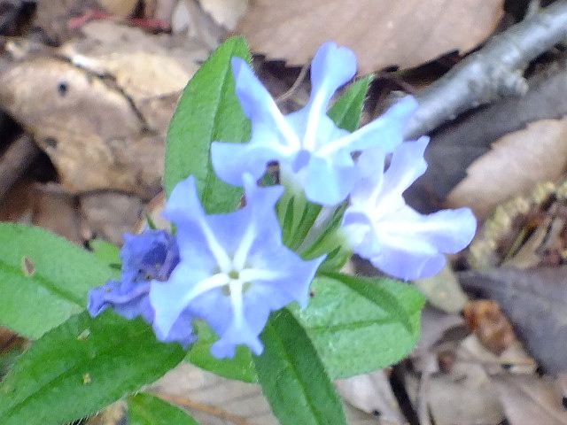 e0145782_11472133.jpg