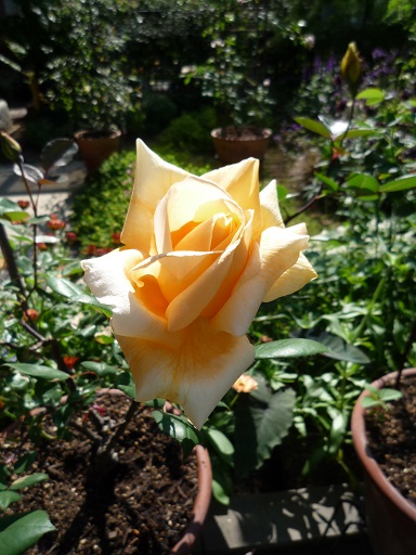 e0234004_17183861.jpg