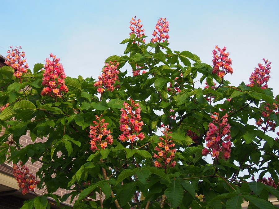 e0211213_1756155.jpg