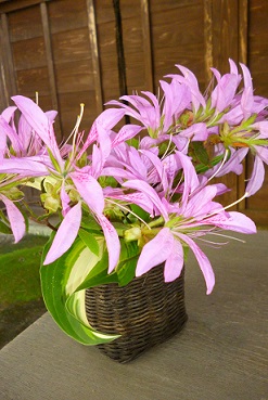 e0135219_10101382.jpg