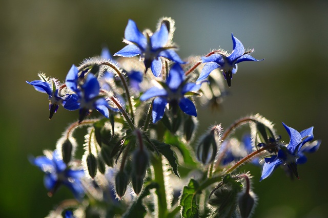 e0242721_7463678.jpg