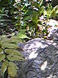 e0182926_10525899.jpg