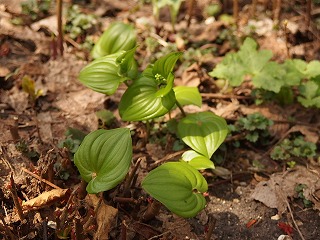 e0004756_20535081.jpg