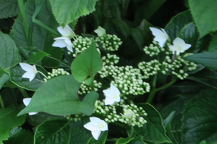 e0292172_20393382.jpg