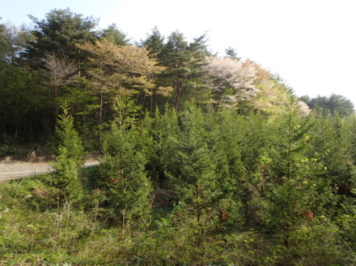 a0279883_04474123.jpg